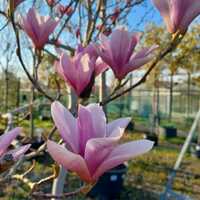 Magnolia Heaven Scent - image 2