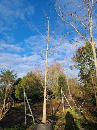 Magnolia kobus - image 2