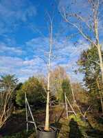 Magnolia kobus - image 2