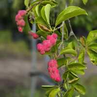 Magnolia kobus - image 1