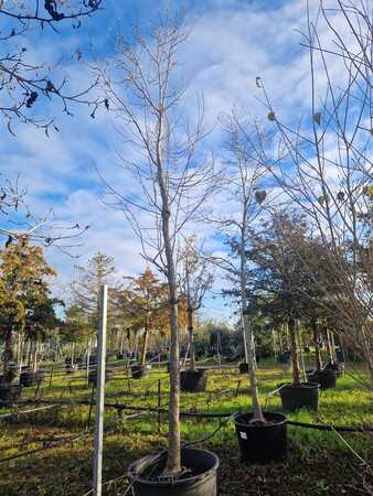 Magnolia kobus - image 2