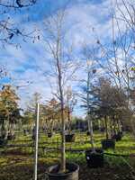 Magnolia kobus - image 2