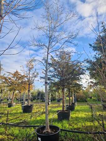 Magnolia kobus - image 3