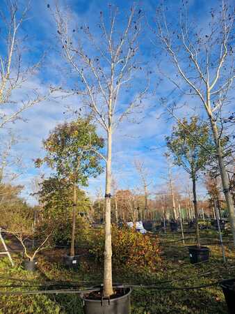 Magnolia kobus - image 2