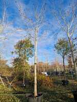 Magnolia kobus - image 2