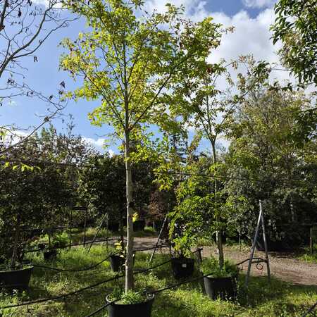 Magnolia kobus - image 2
