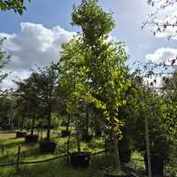 Magnolia kobus - image 2