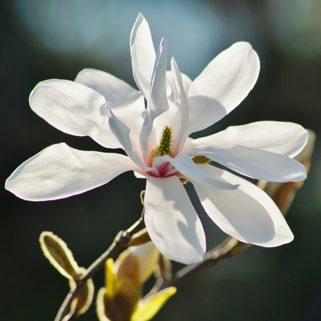 Magnolia kobus | Order online @ Tendercare