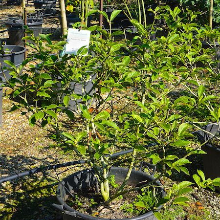 Magnolia x sou. Superba - image 3