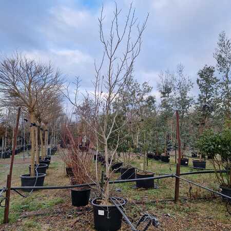 Magnolia Spectrum - image 2