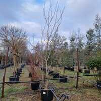 Magnolia Spectrum - image 2