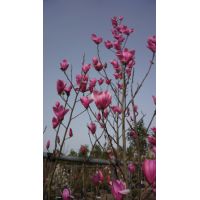 Magnolia Spectrum