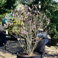 Magnolia stel. George Henry Kern | Tendercare - order online