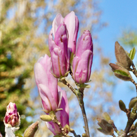 Magnolia stel. George Henry Kern - image 2