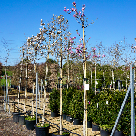 Magnolia stellata - image 3