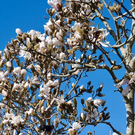 Magnolia stellata - image 2
