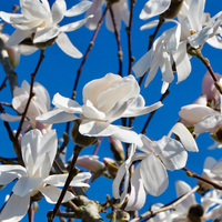 Magnolia stellata - image 1