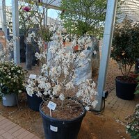 Magnolia stellata Royal Star