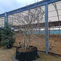 Magnolia Susan - image 2