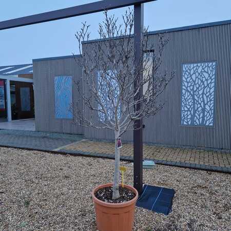 Magnolia Susan - image 2