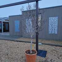 Magnolia Susan - image 2