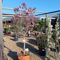 Magnolia Susan