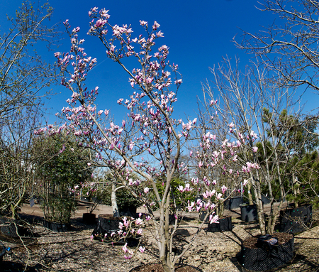 Magnolia Susan - image 1