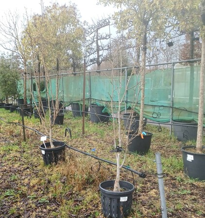 Magnolia x bro. Yellow Bird - image 2