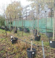 Magnolia x bro. Yellow Bird - image 2