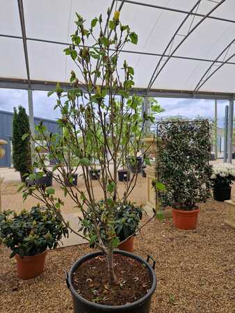 Magnolia x bro. Yellow Bird - image 3