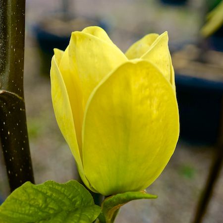Magnolia x bro. Yellow Bird - image 1