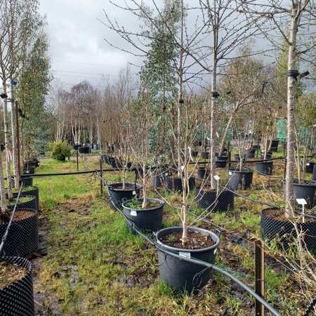 Magnolia x bro. Yellow Bird - image 2