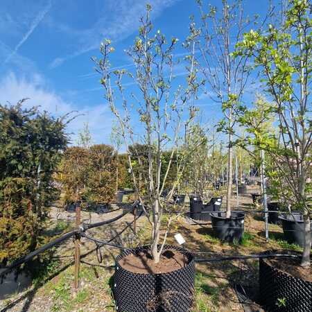 Magnolia x bro. Yellow Bird - image 2