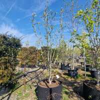 Magnolia x bro. Yellow Bird - image 2