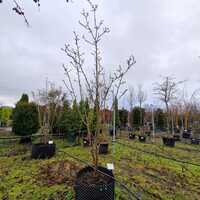 Magnolia x bro. Yellow Bird - image 3