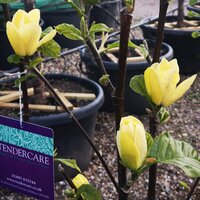 Magnolia x bro. Yellow Bird - image 2