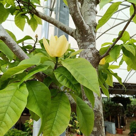 Magnolia x bro. Yellow Bird