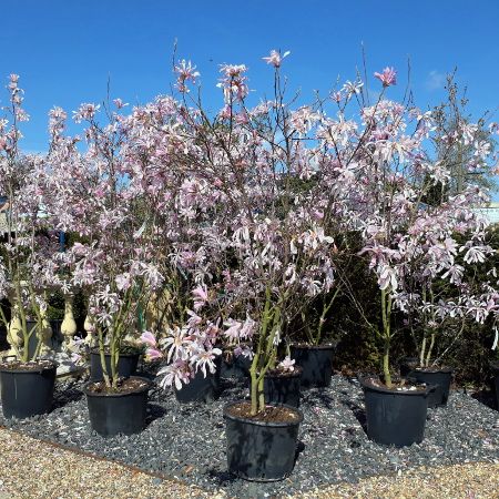 Magnolia x loe. Leonard Messel