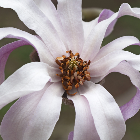 Magnolia x loe. Leonard Messel