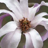 Magnolia x loe. Leonard Messel