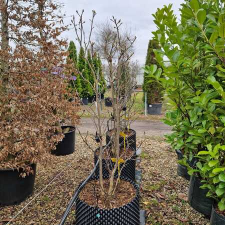 Magnolia x sou. Genie