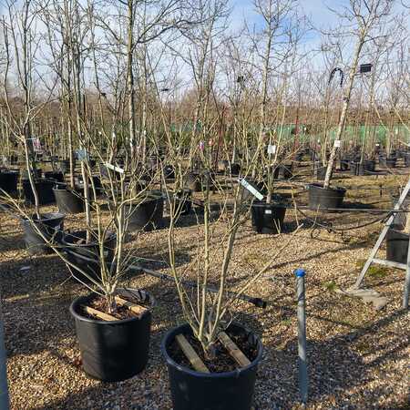 Magnolia x sou. Rustica Rubra - image 3