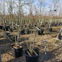 Magnolia x sou. Rustica Rubra - image 3