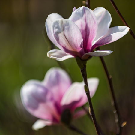 Magnolia x sou. Rustica Rubra - image 1