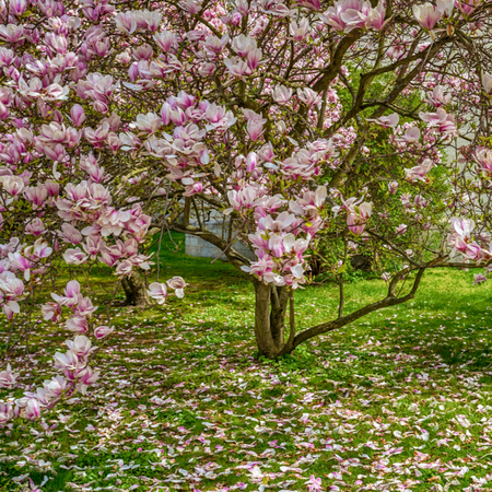 Magnolia x sou. Rustica Rubra - image 2