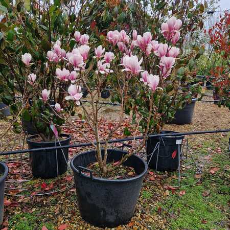 Magnolia x sou. Superba - image 1