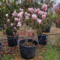 Magnolia x sou. Superba - image 1