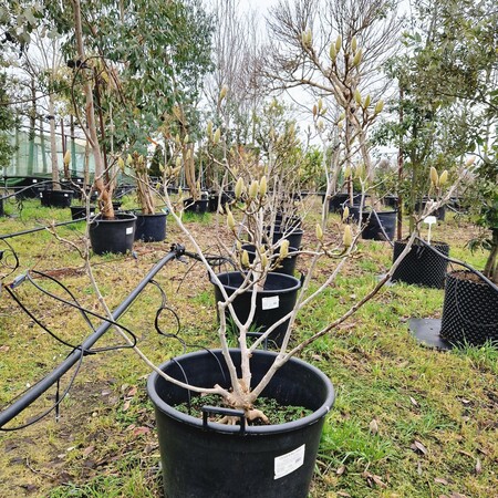 Magnolia x sou. Superba - image 2