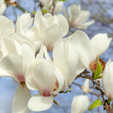Magnolia x sou. Superba | Tendercare