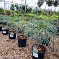 Mahonia eur. Soft Caress